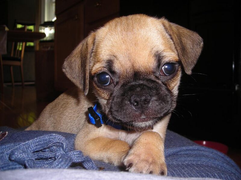 Файл:Puggle5weeks.JPG