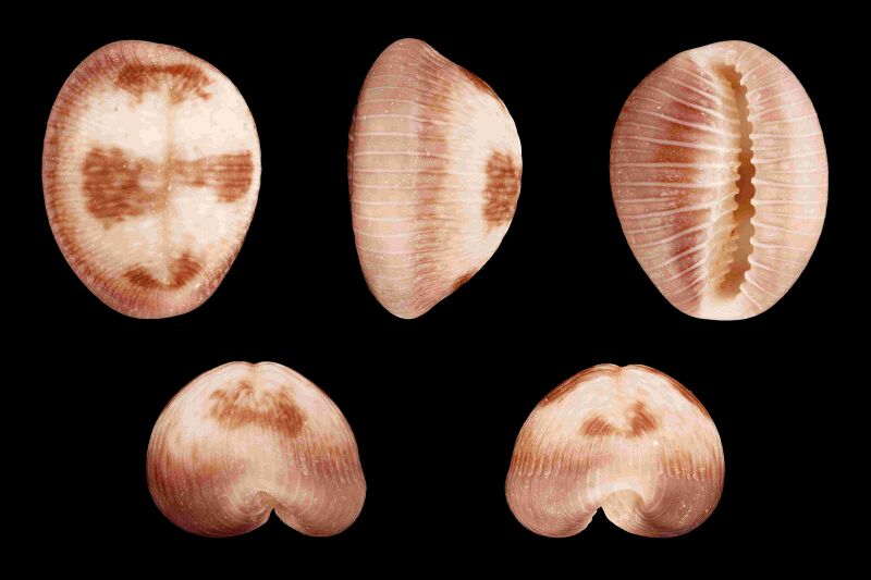 Файл:Pusula pediculus 01.JPG