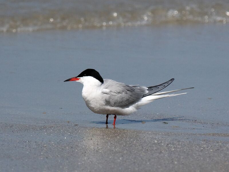 Файл:Sterna hirundo - Common Tern.jpg