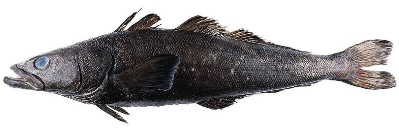 Файл:Toothfish 2.jpg