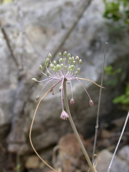Файл:Allium daninianum 1.JPG