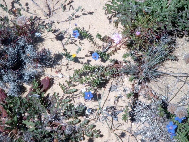 Файл:Anagallis monelli.jpg
