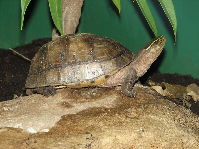 Файл:AsianBoxTurtle 3.jpg