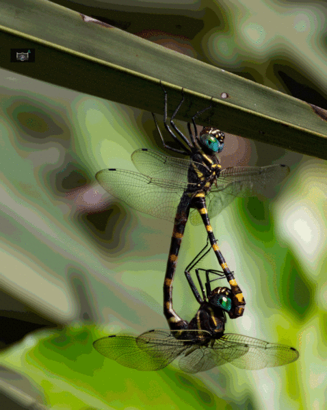 Файл:COMMON SHUTWING.gif