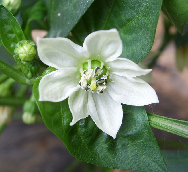 Файл:Capsicum annuum flower.JPG