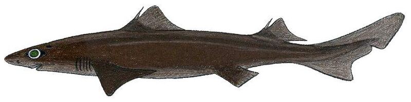 Файл:Centrophorus gran.JPG