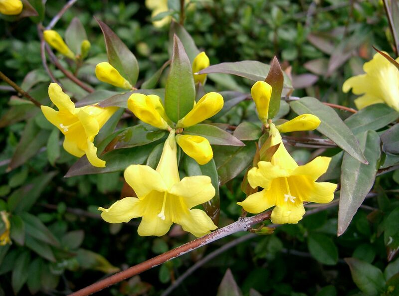 Файл:Gelsemium sempervirens3.jpg