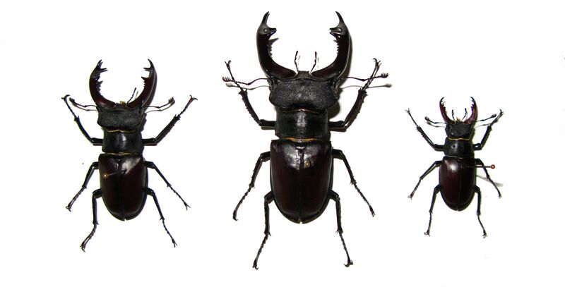 Файл:Lucanus cervus 1922.JPG