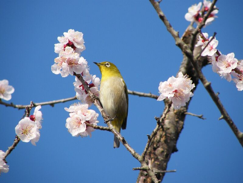 Файл:Mejiro20090310.JPG