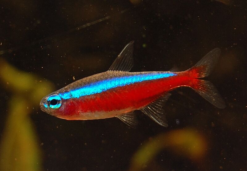 Файл:Neontetra-vis.jpg