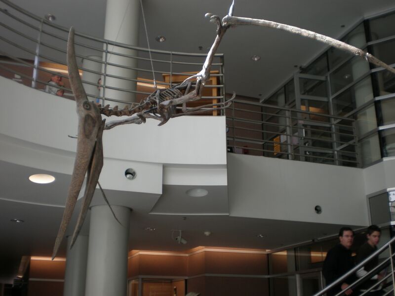 Файл:Pteranodon ingens UCMP 2.JPG