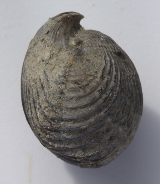 Файл:Acanthothiris lateral.jpg