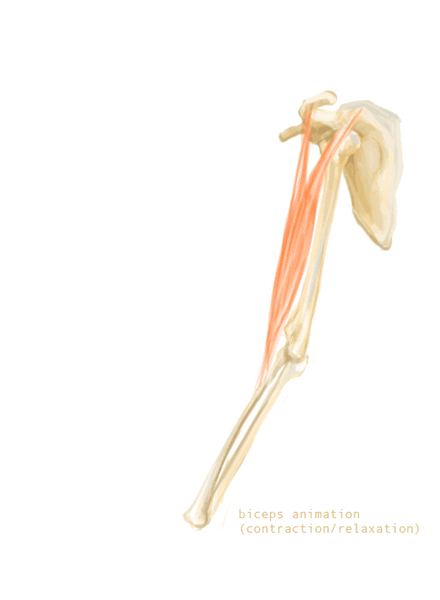 Файл:Animation biceps.gif