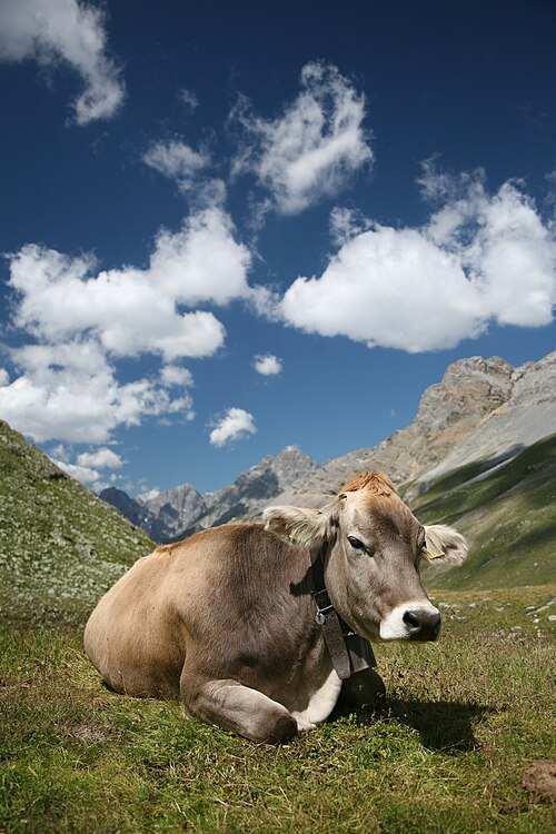 Файл:CH cow 2.jpg