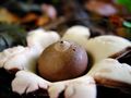 Сумка гриба с характерным белым пятном на отверстии