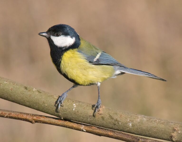 Файл:Great-Tit.jpg