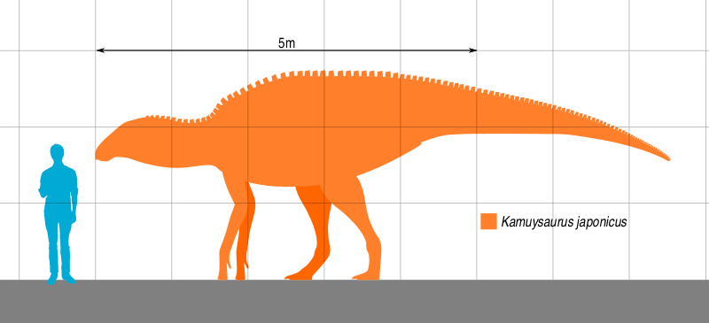 Файл:Kamuysaurus Scale.svg