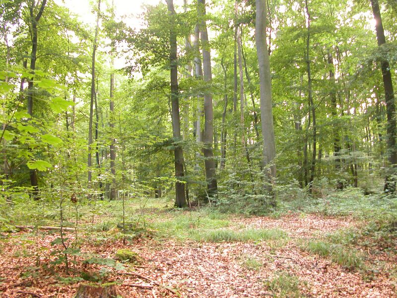 Файл:Mixed-forest.jpg