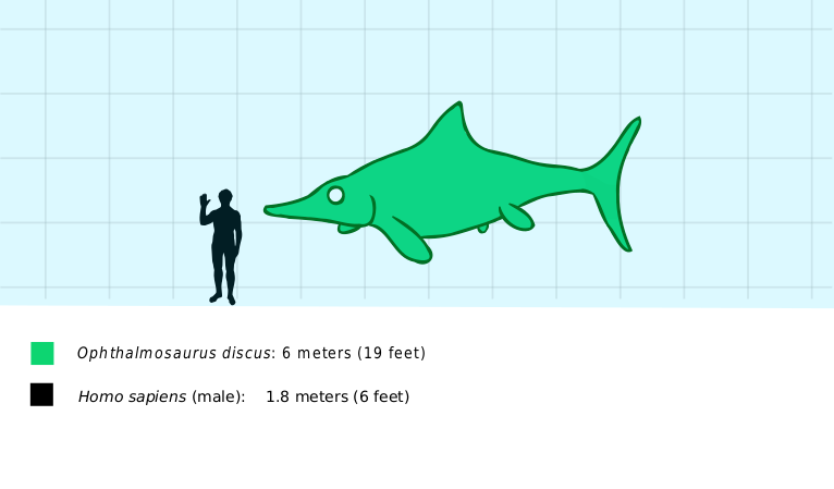 Файл:Ophthalmosaurus compared to human.svg