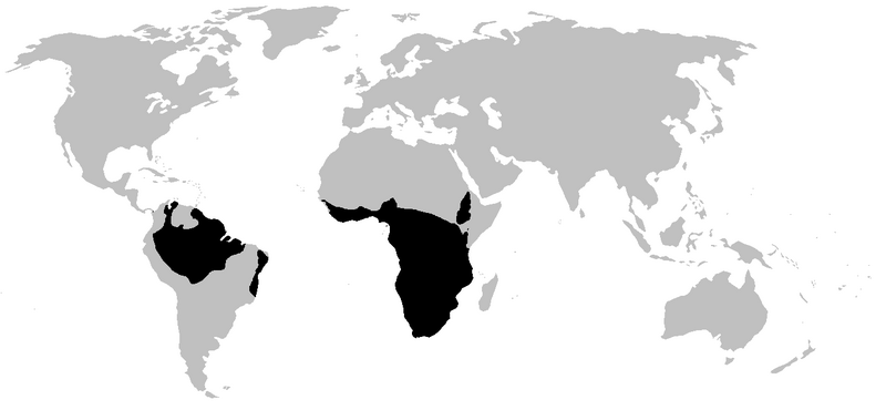 Файл:PIPIDAE range.png