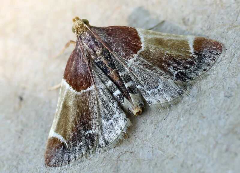 Файл:Pyralis farinalis01.jpg