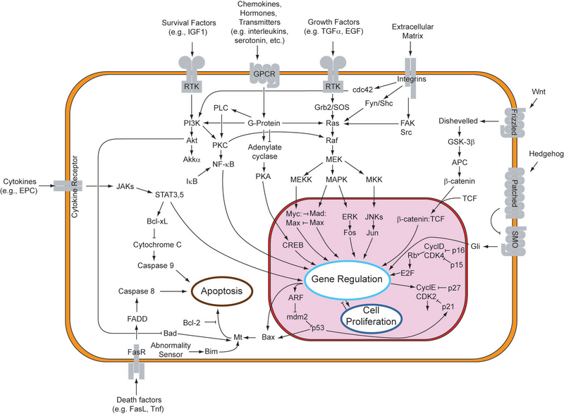 Файл:Signal transduction pathways.png