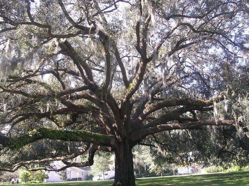 Файл:Spanish-moss-tree.jpg