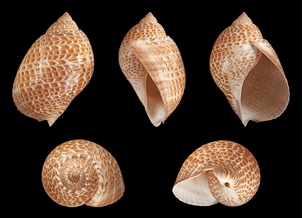 Файл:Tonna perdix 02.JPG