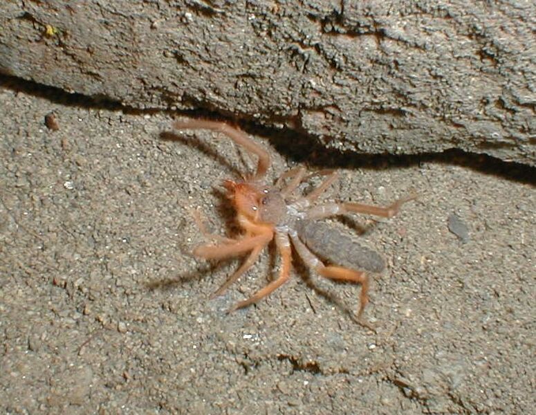 Файл:Wind scorpion.JPG