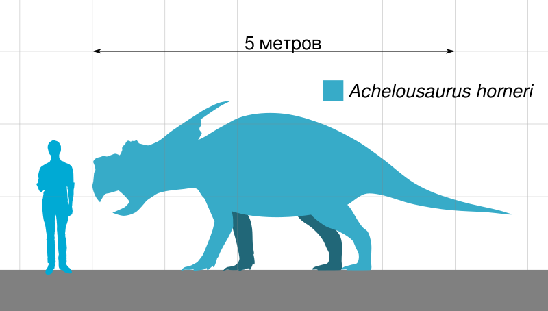 Файл:Achelousaurus Scale.svg