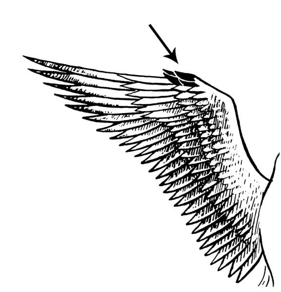 Файл:Alula (PSF).png