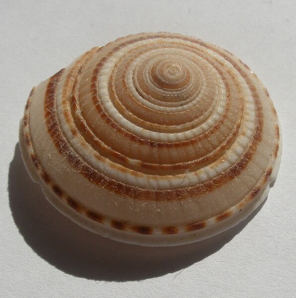 Файл:Architectonica perspectiva.shell002.jpg