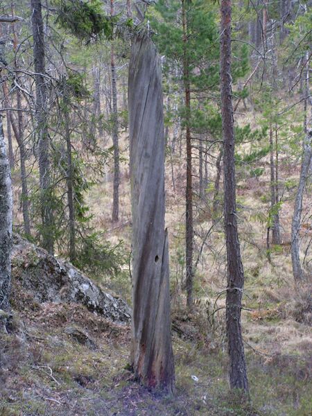 Файл:Naturskog.JPG
