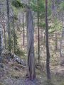 Миниатюра для версии от 13:17, 16 августа 2023