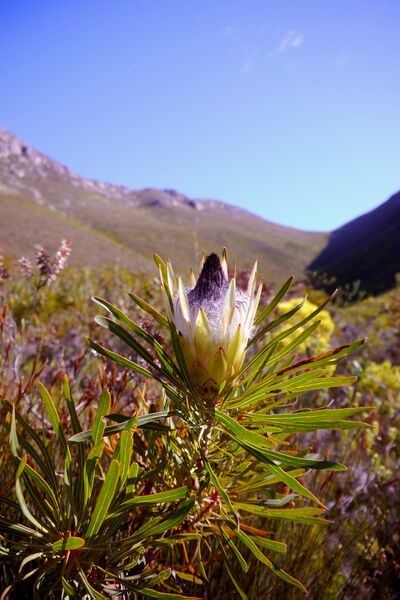 Файл:Protea longifolia (4).JPG