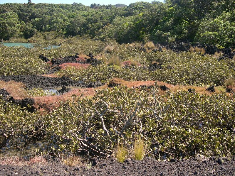 Файл:RangitotoVegetation.jpg