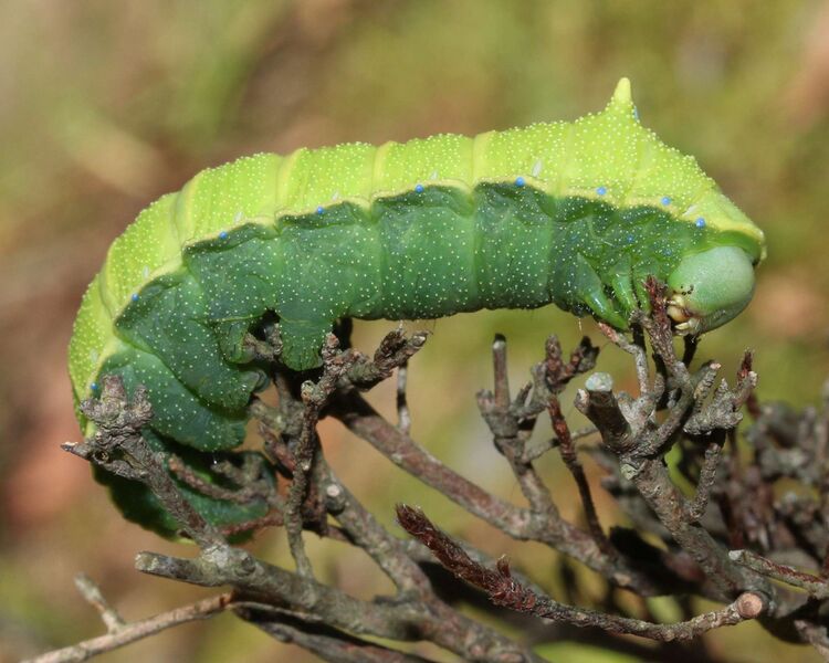 Файл:Rhodinia fugax caterpillar.JPG