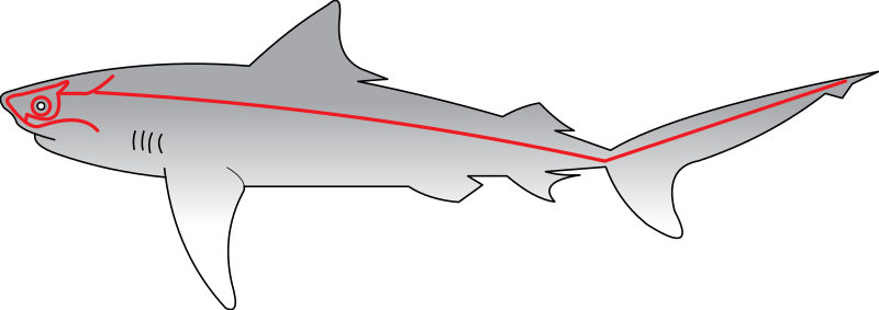 Файл:Sharks Lateral Line.svg