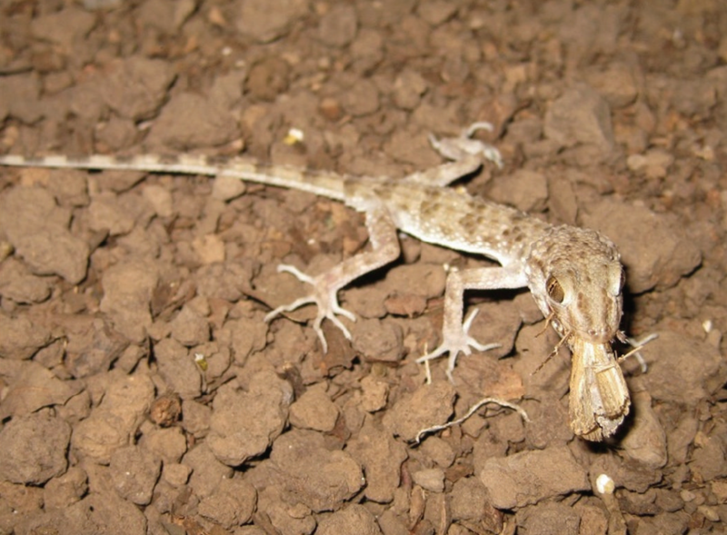 Файл:Tenuidactylus caspius.png