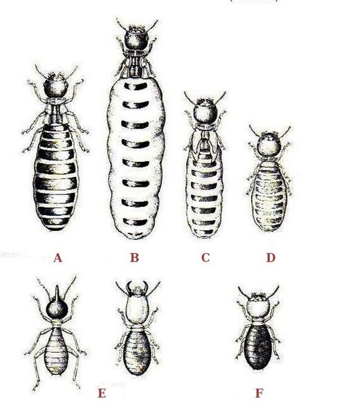 Файл:Termites polymorphism.jpg