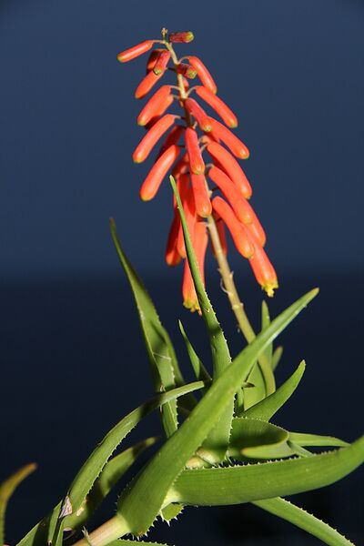 Файл:Aloe ciliaris tidmarshii pm 02.JPG