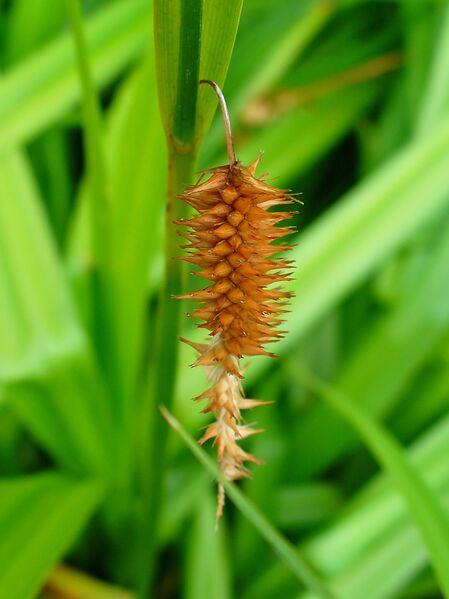 Файл:Carex pseudocyperus 004.JPG