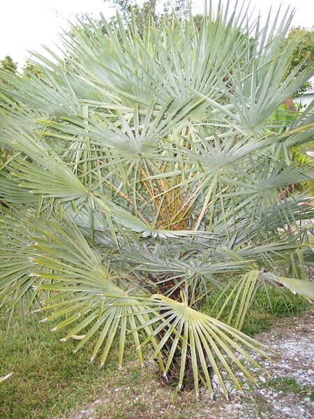 Файл:Coperniciaprunifera.JPG