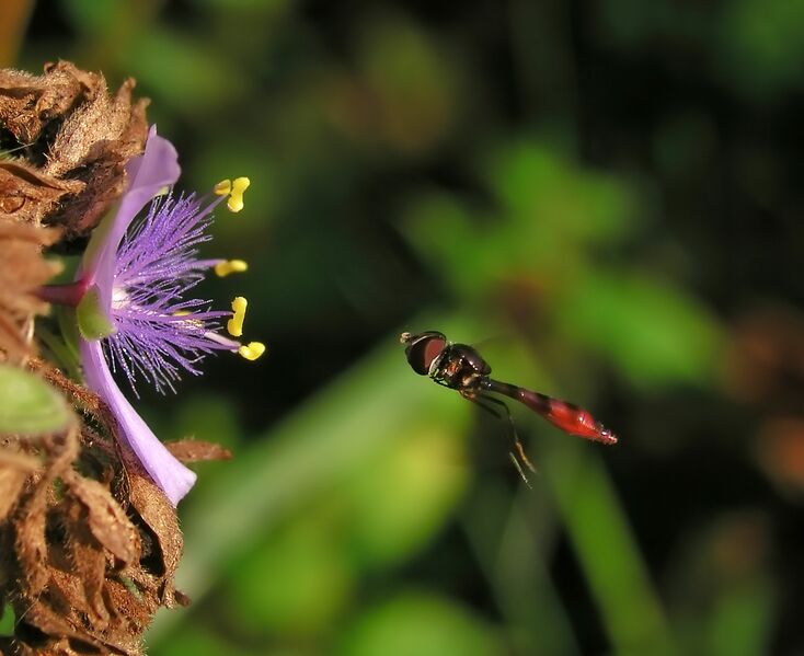 Файл:FlyingBugPollinating-Oct15-lighter-cleaner.jpg
