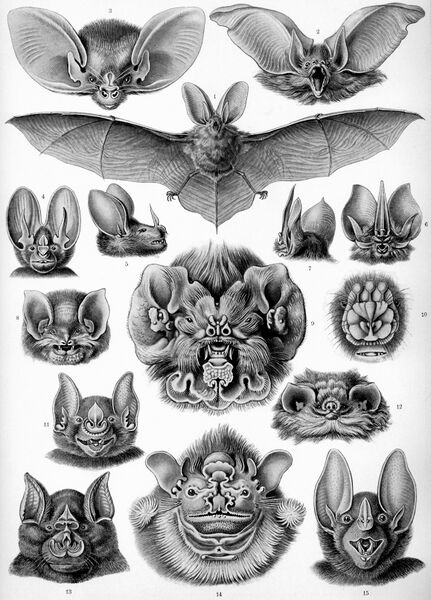 Файл:Haeckel Chiroptera.jpg