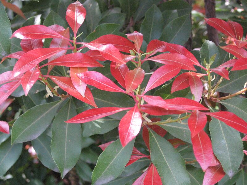 Файл:Pieris Mountain Fire.JPG