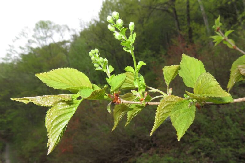 Файл:Prunus maximowiczii 2.JPG
