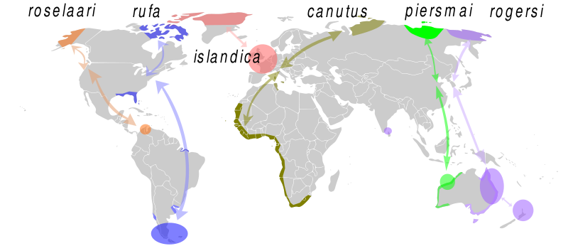 Файл:RedKnotMigration.svg