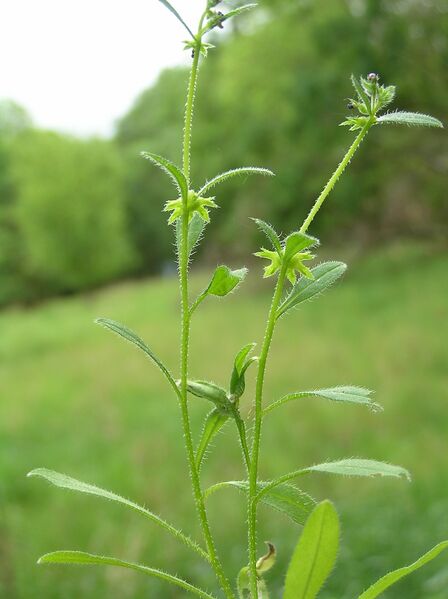 Файл:Asperugo procumbens1.JPG