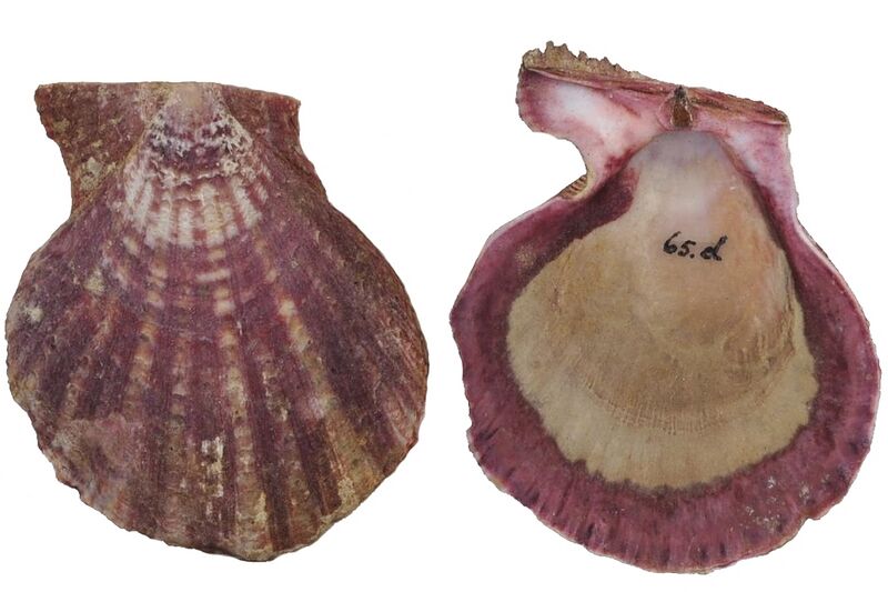 Файл:Azumapecten ruschenbergerii.jpeg